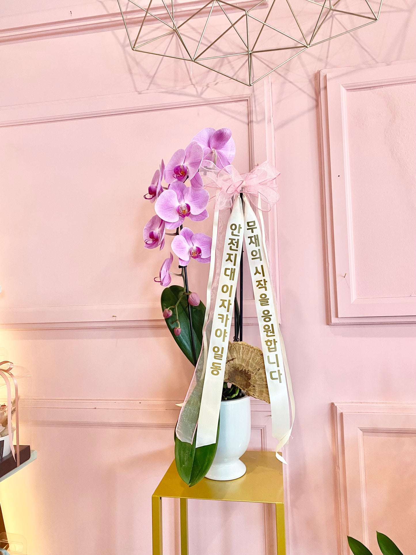 Phalaenopsis Orchid with Message Ribbon š