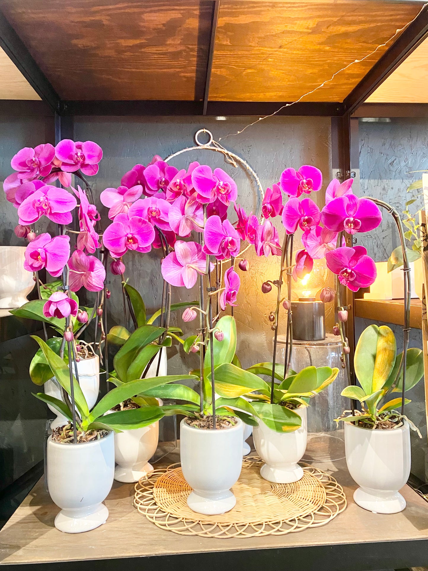 Cascading Phalaenopsis Orchid Plant 🌿