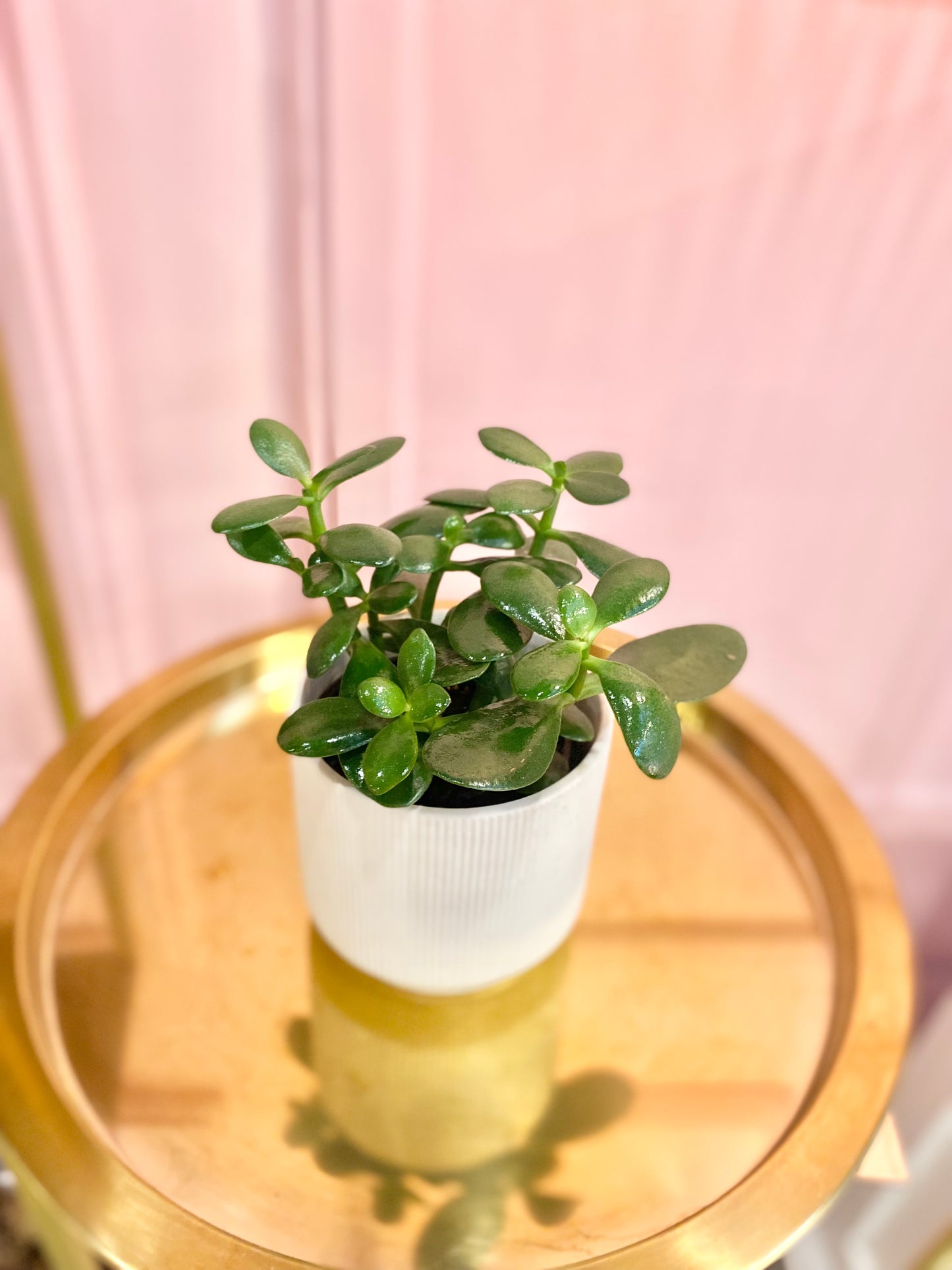 4” Jade plant in ceramic pot