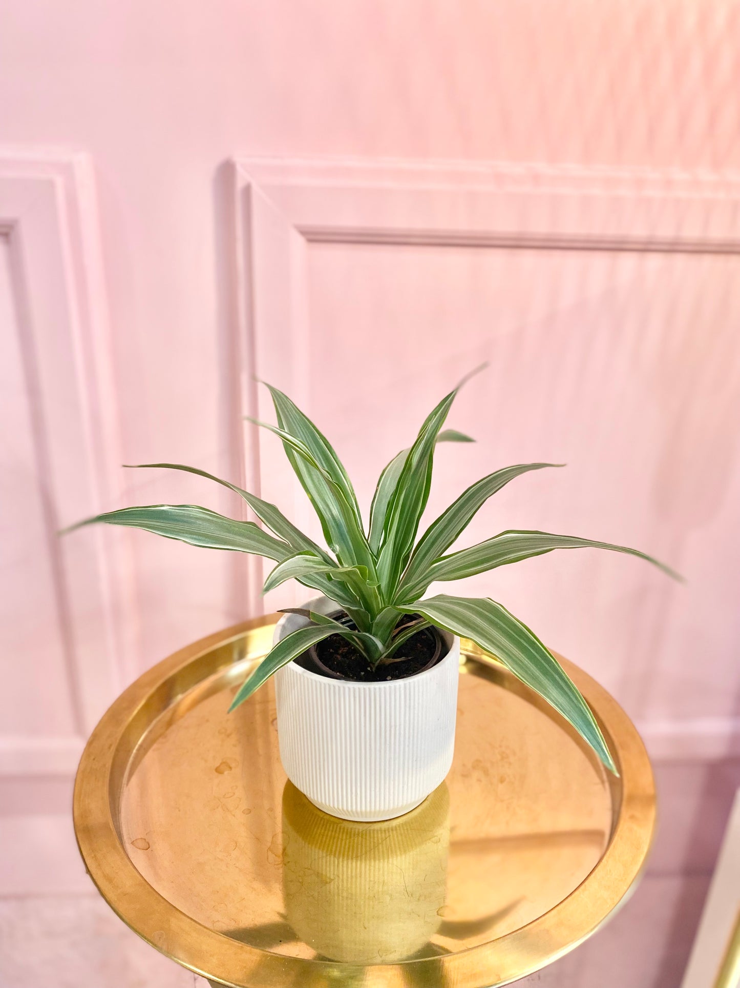 Dracaena ‘Warneckii’ 4”