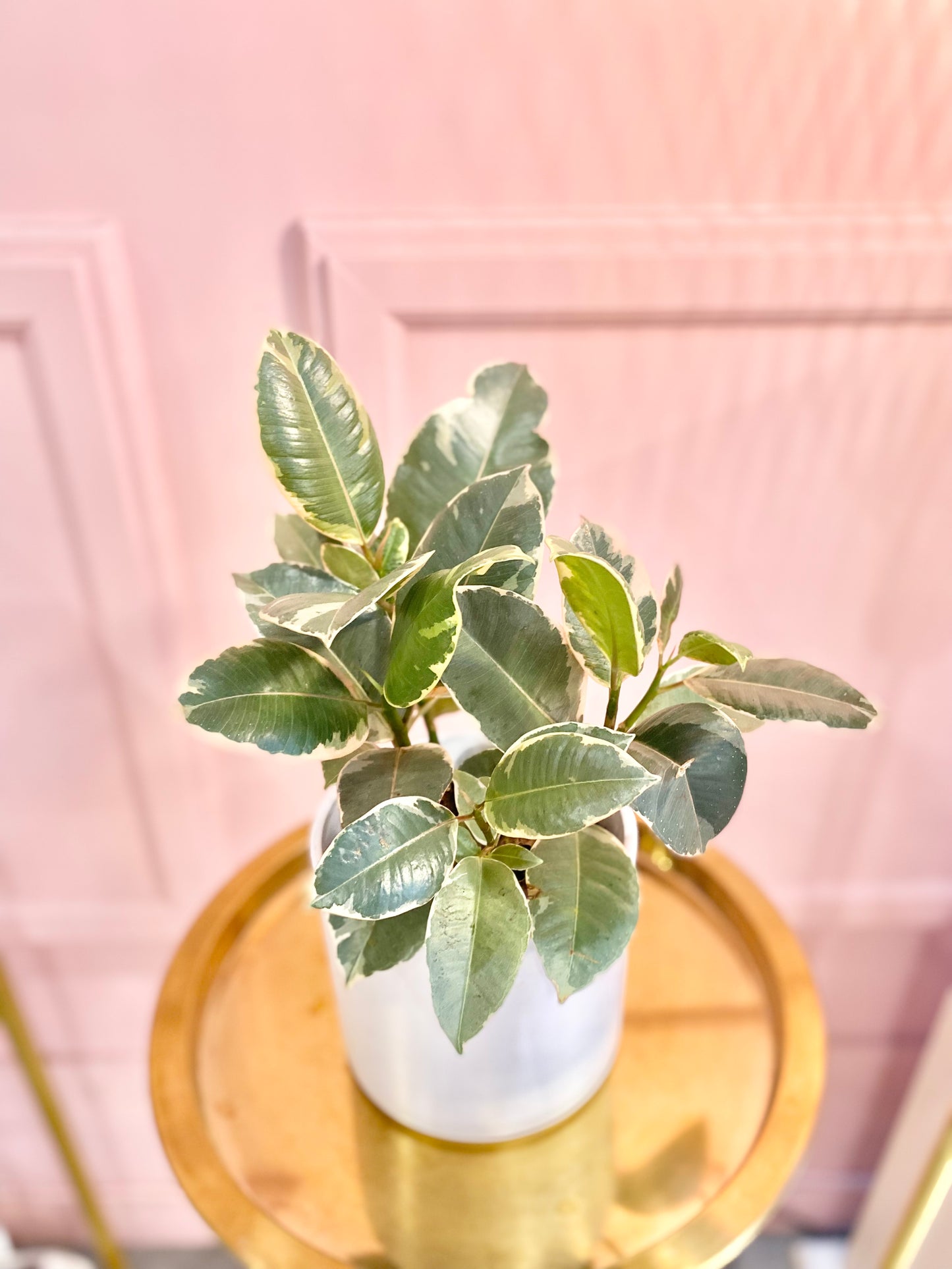Ficus Elastica Plant 6”