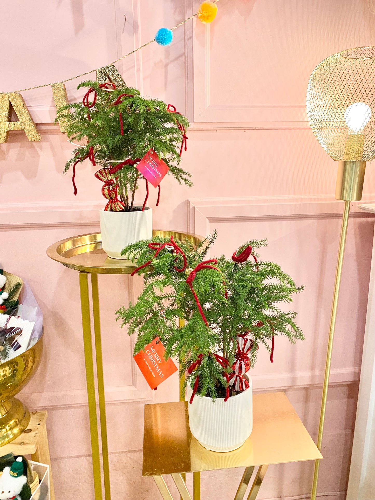 Norfolk Island Pine Tree ๐