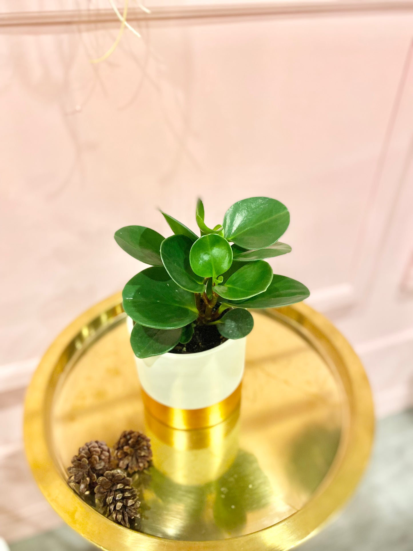 4” Peperomia