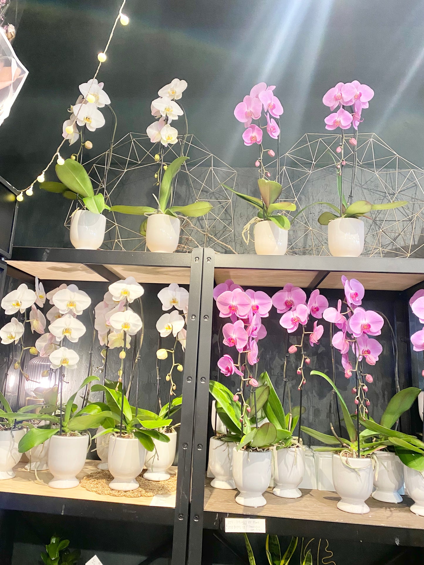 Cascading Phalaenopsis Orchid Plant 🌿