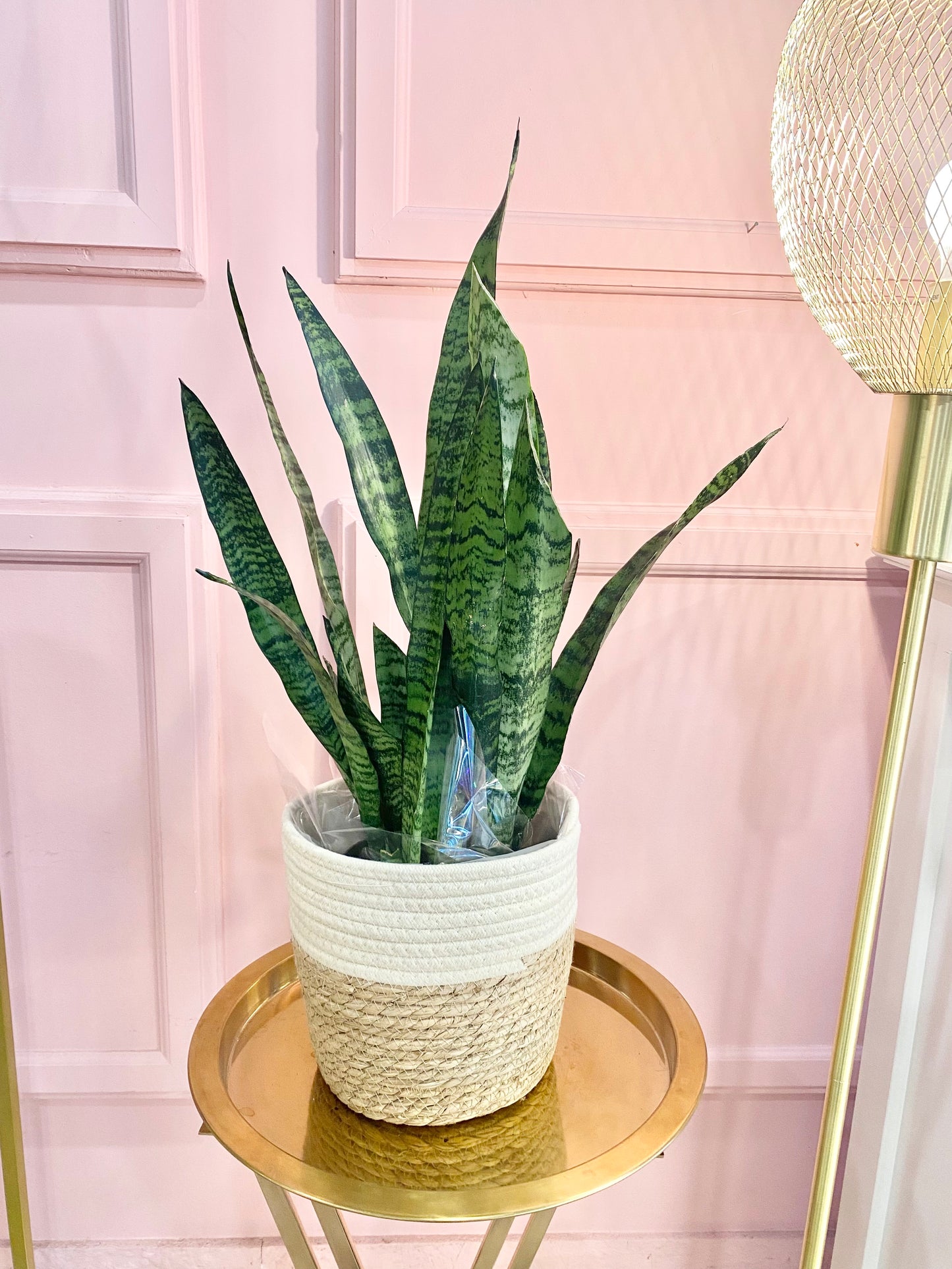 Sanseveria Plant 6“