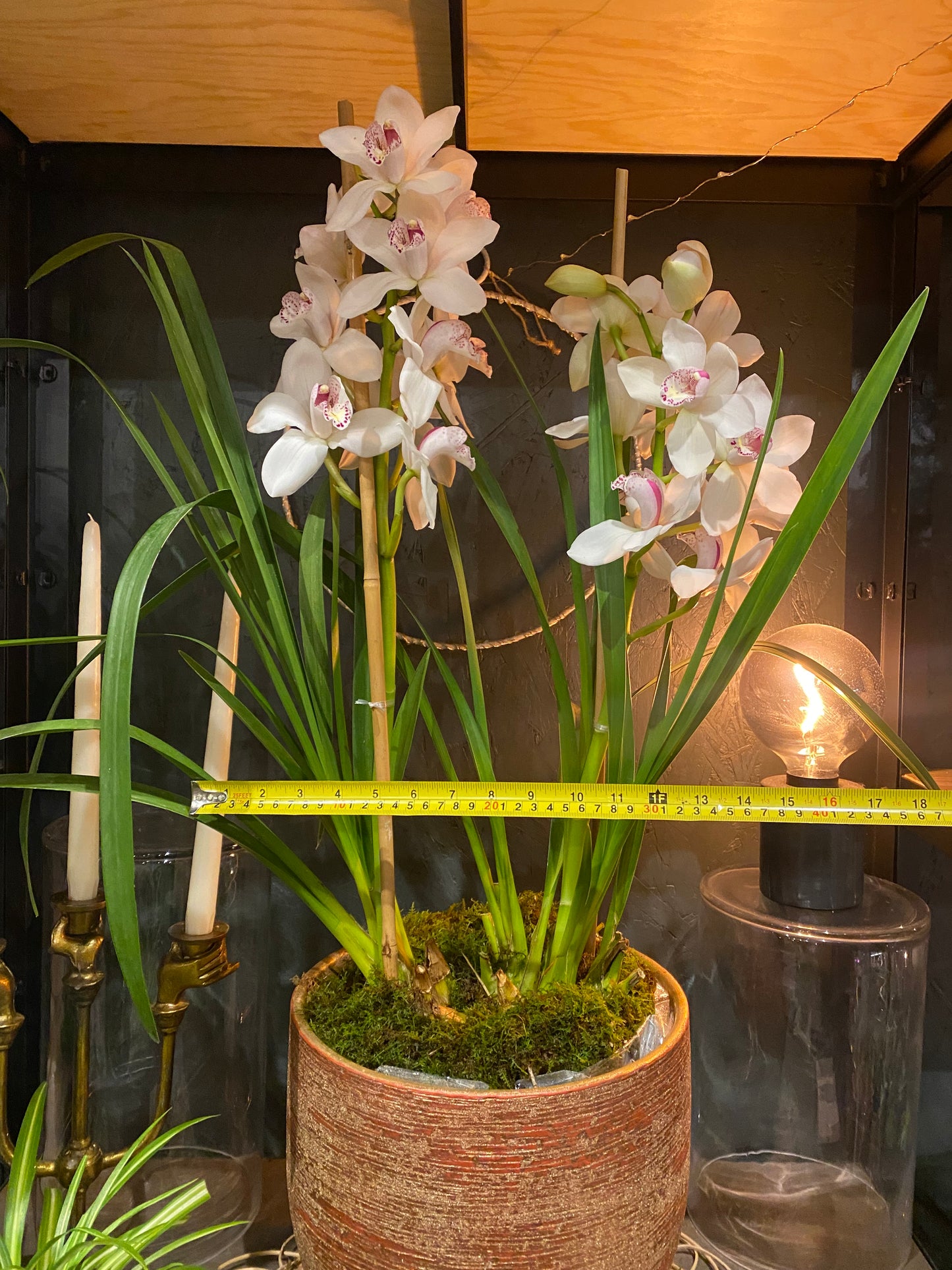 Cymbidium Orchid Plant 🪴