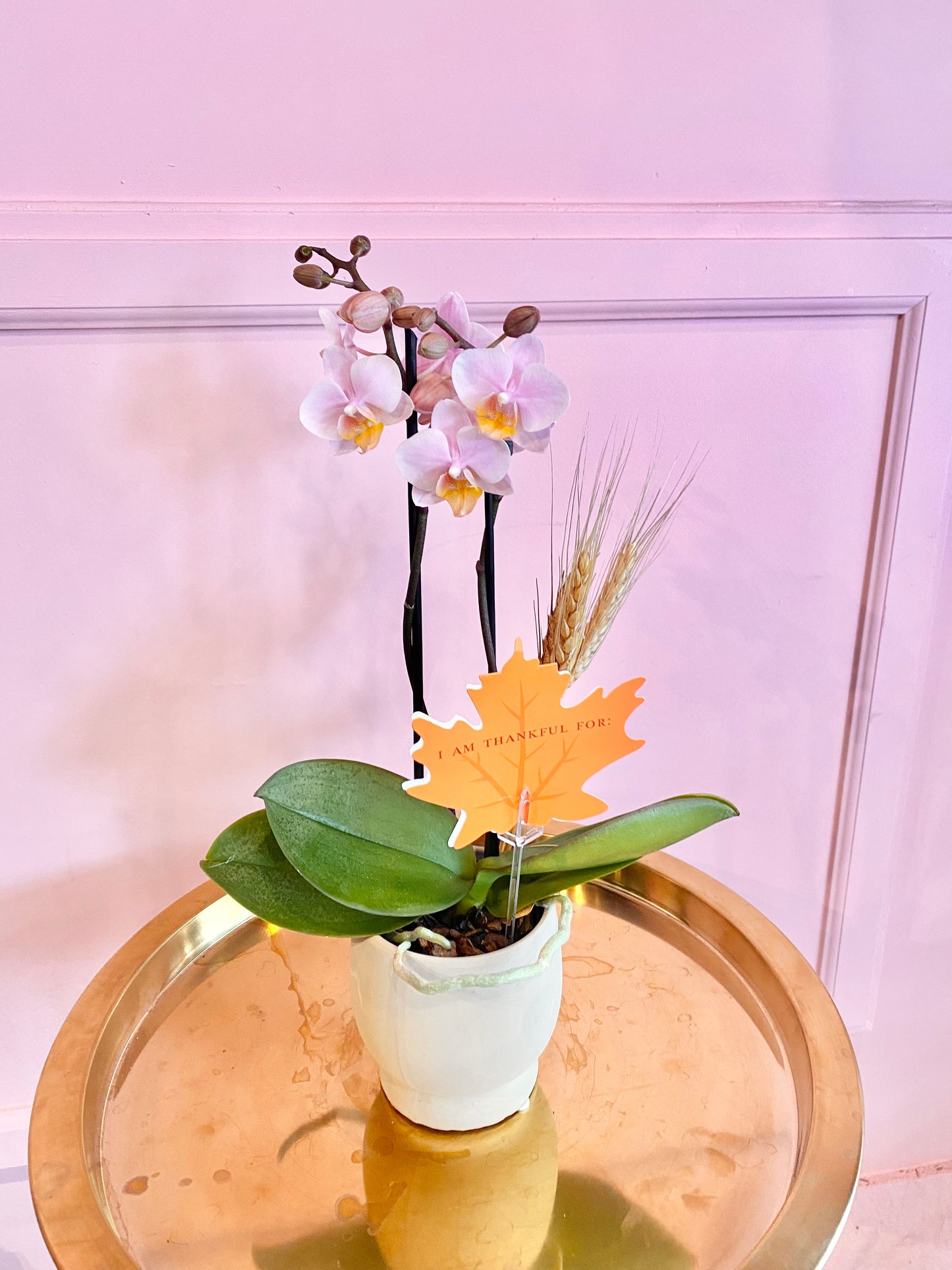 Mini Phalaenopsis Orchid Plant - Autumn