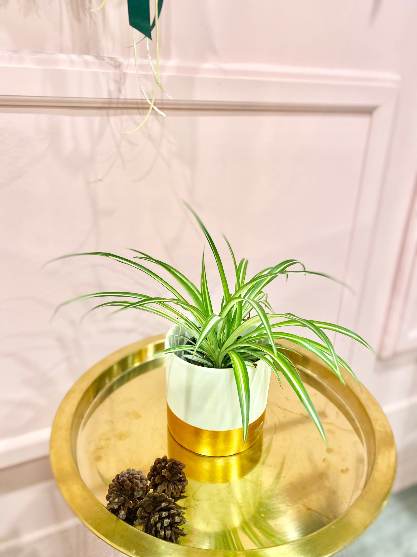 4” Spider plant in a ceramic pot