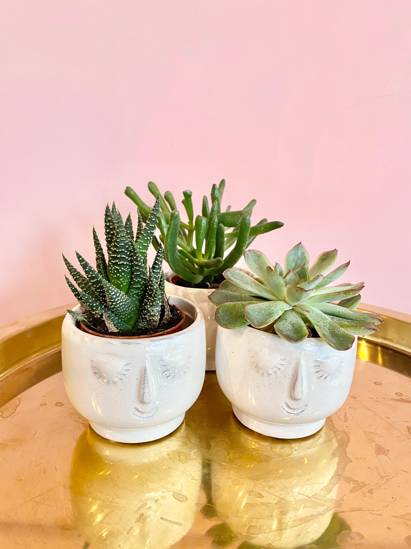 Succulent Trio in a face pot