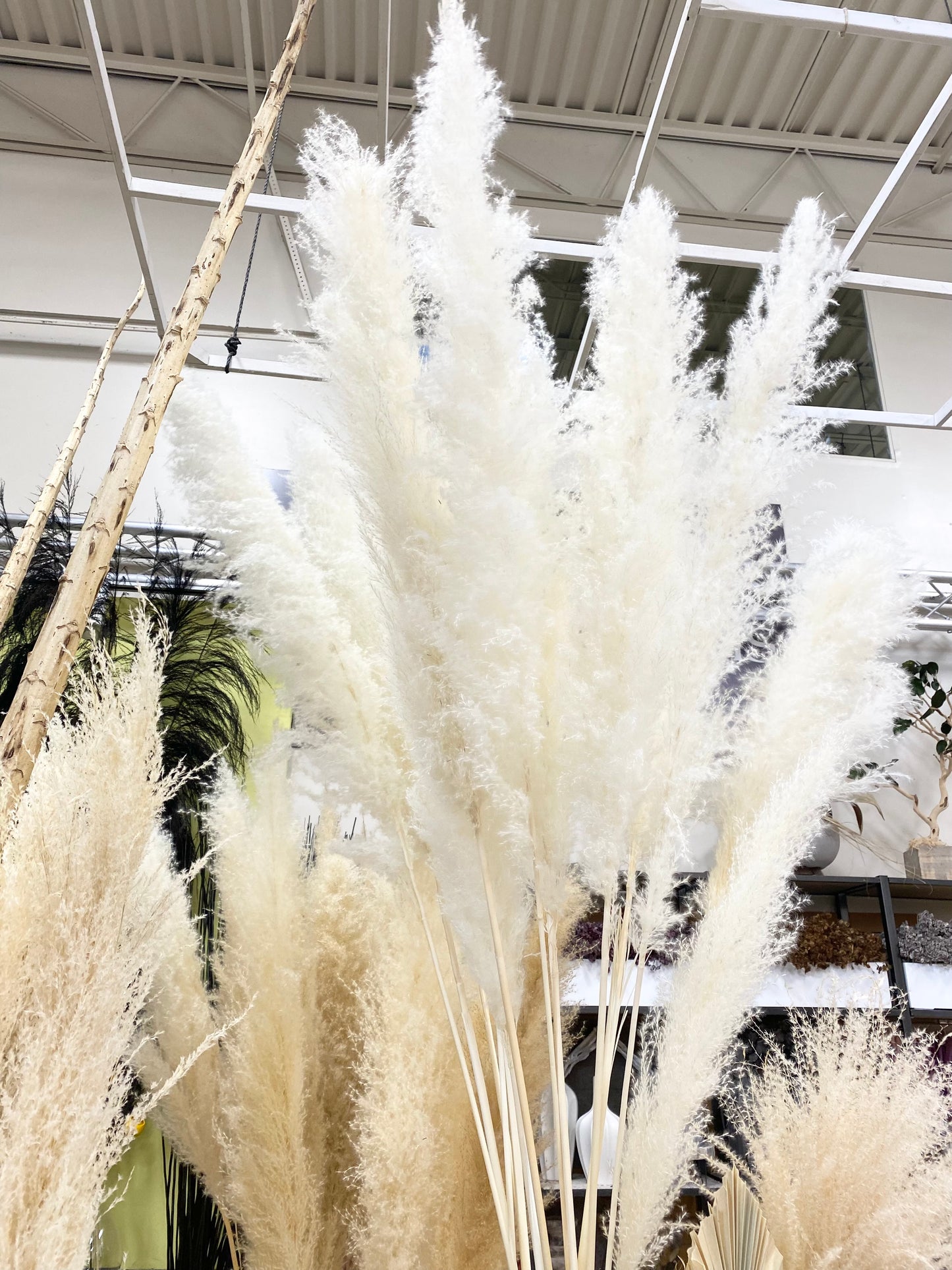 Pampas Grass