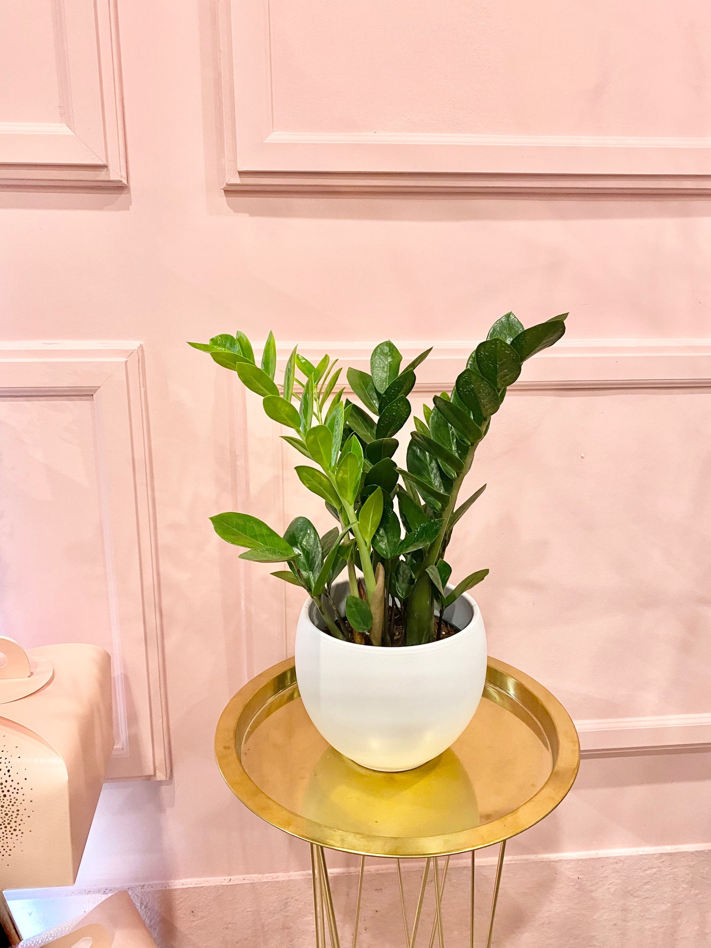 6ā ZZ Plant