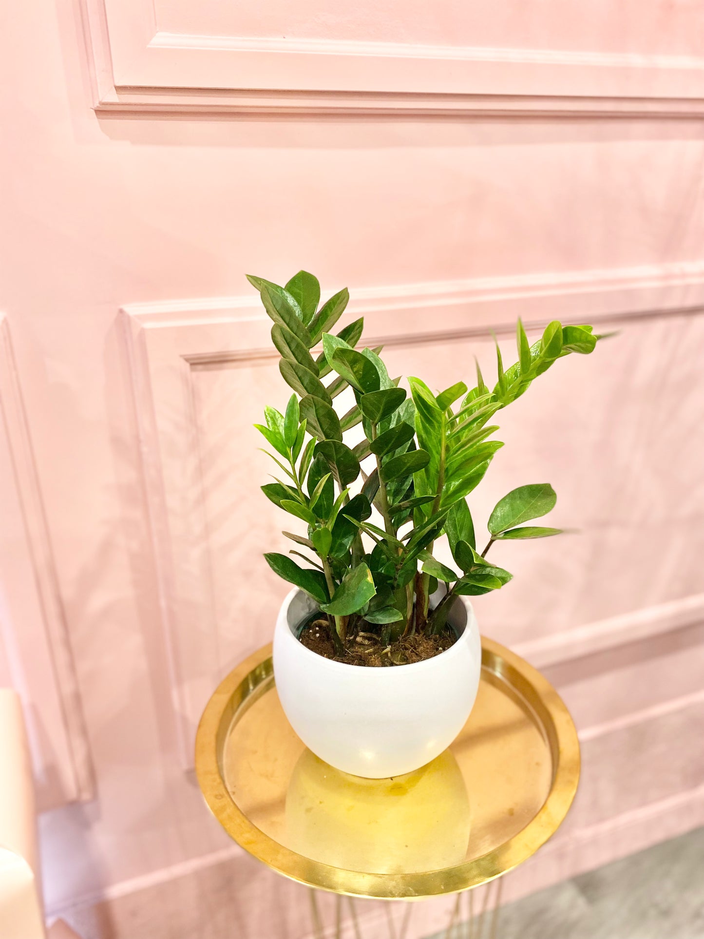 6ā ZZ Plant