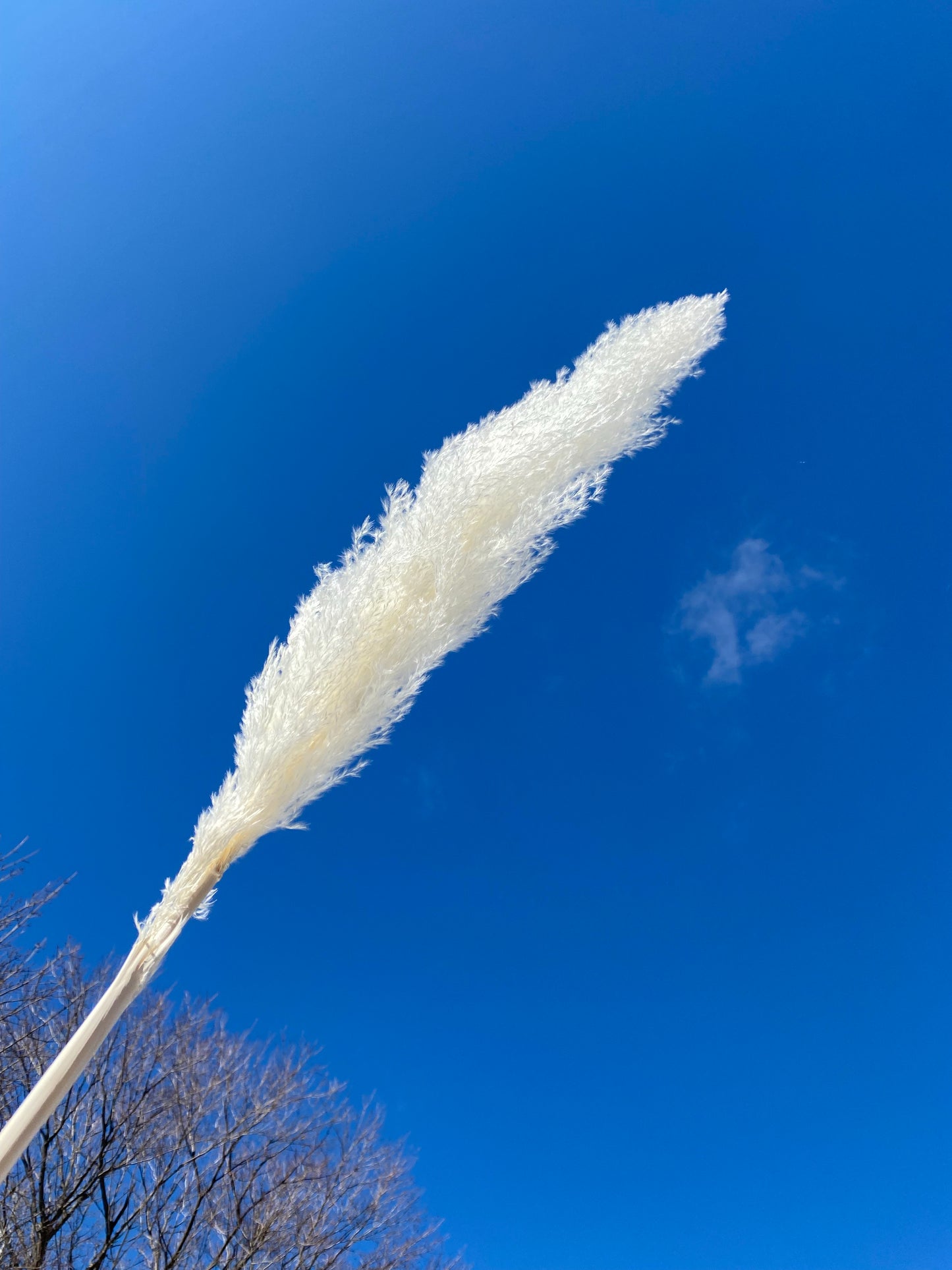 Pampas Grass