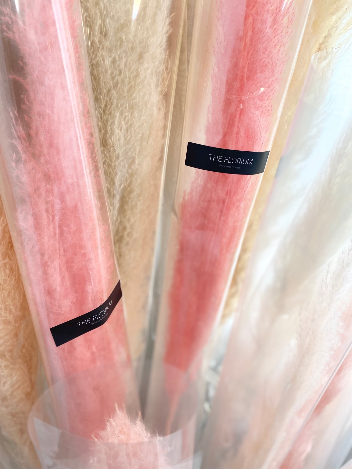 Pampas Grass