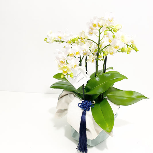 Bojagi mini Orchid Plants
