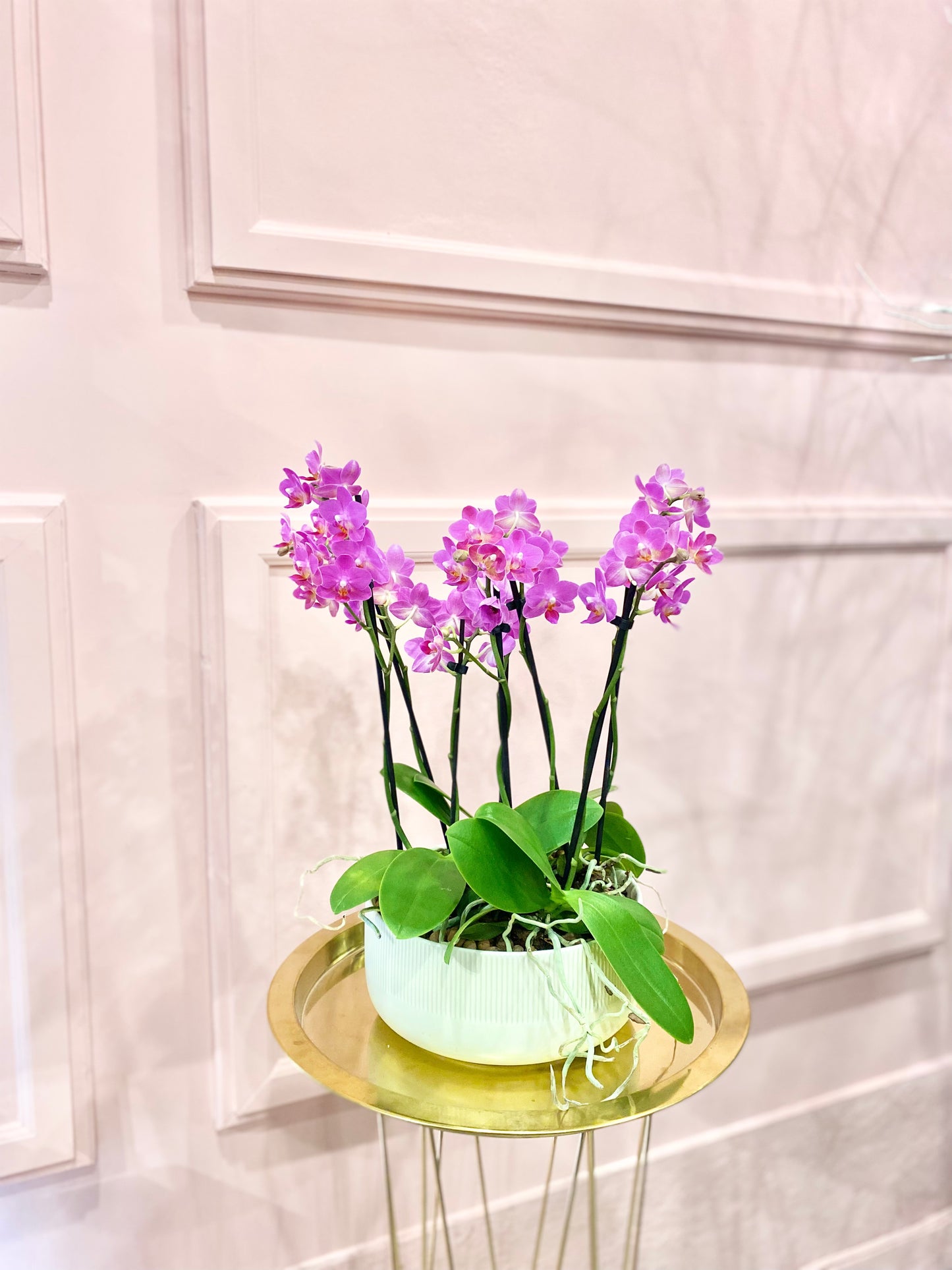 Mini Orchids planter