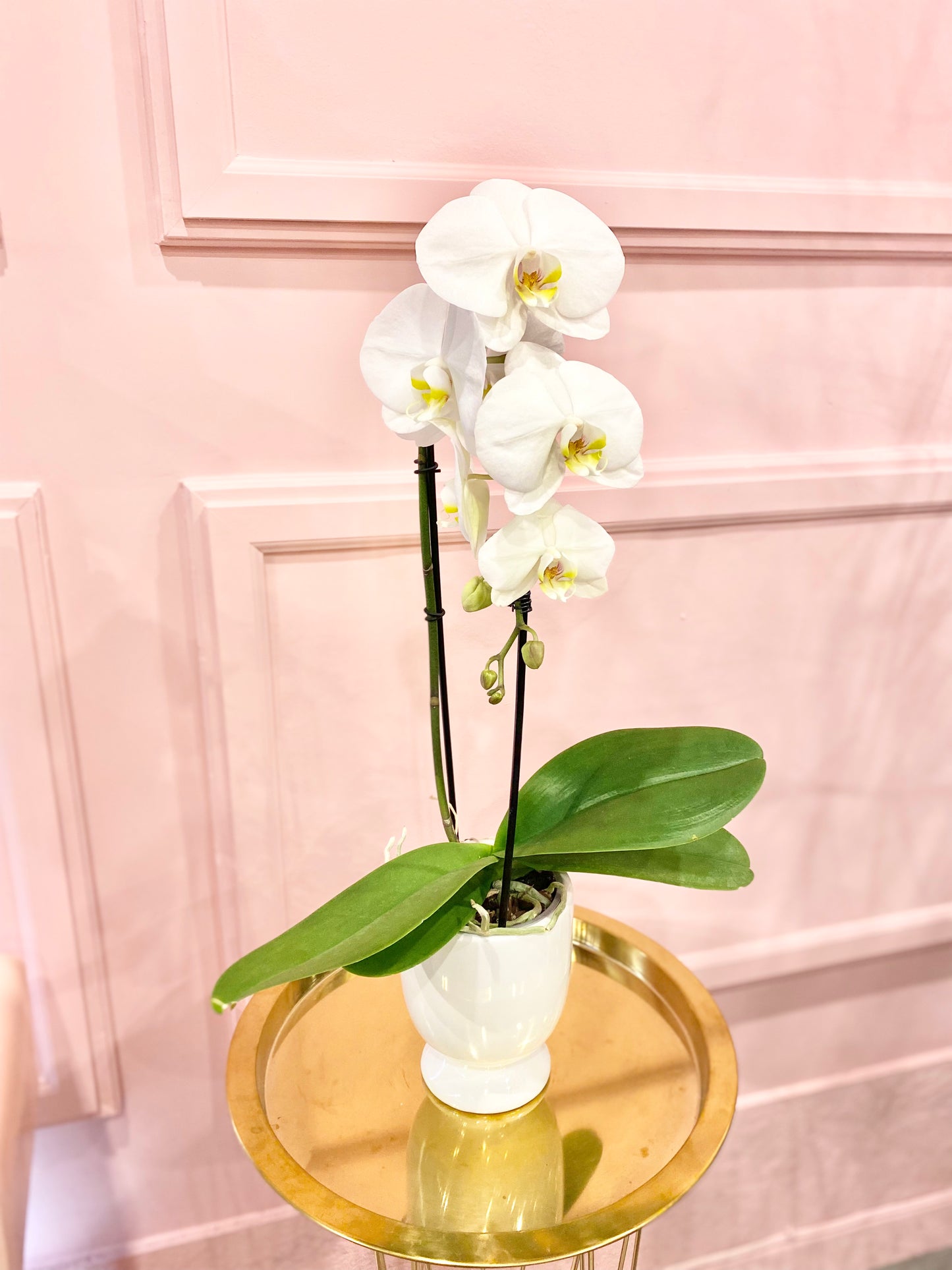 Cascading Phalaenopsis Orchid Plant 🌿