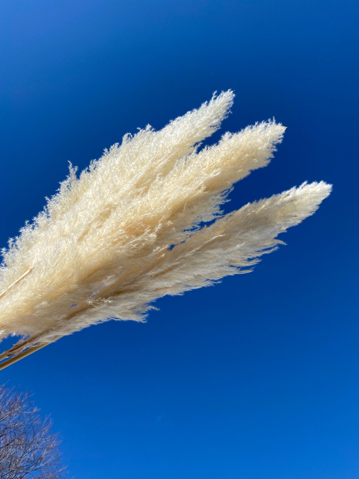 Pampas Grass