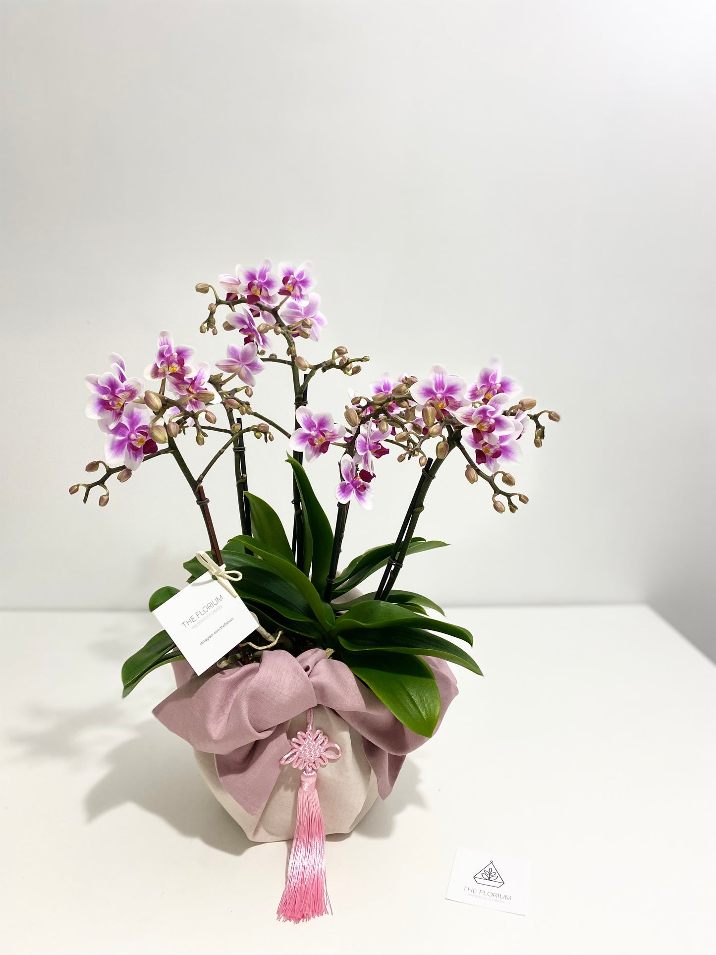Bojagi mini Orchid Plants