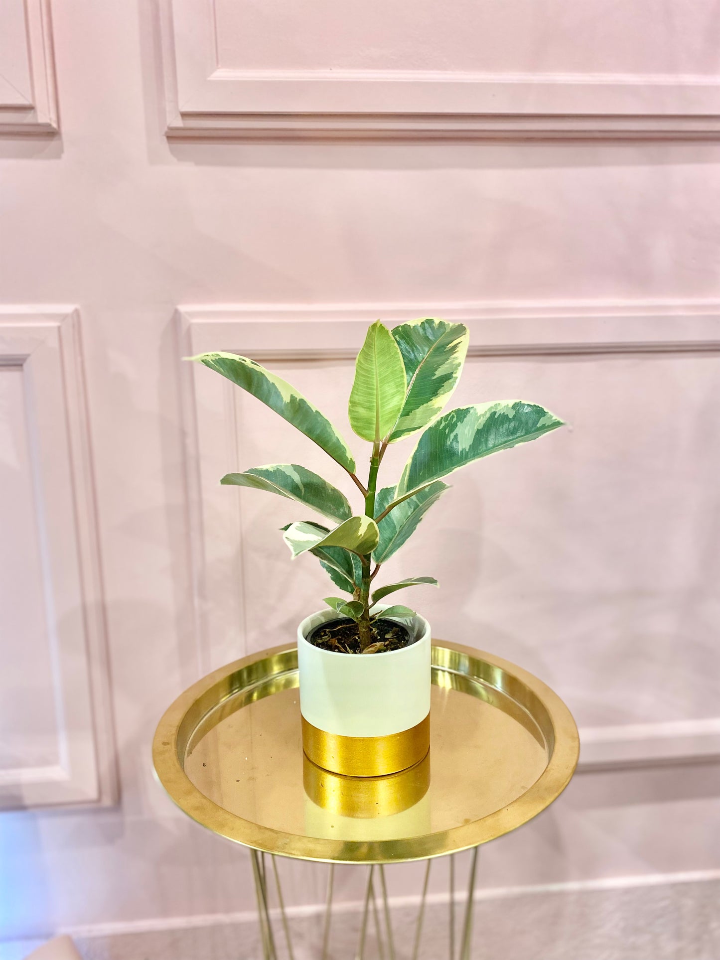 Ficus Elastica Plant 4”l