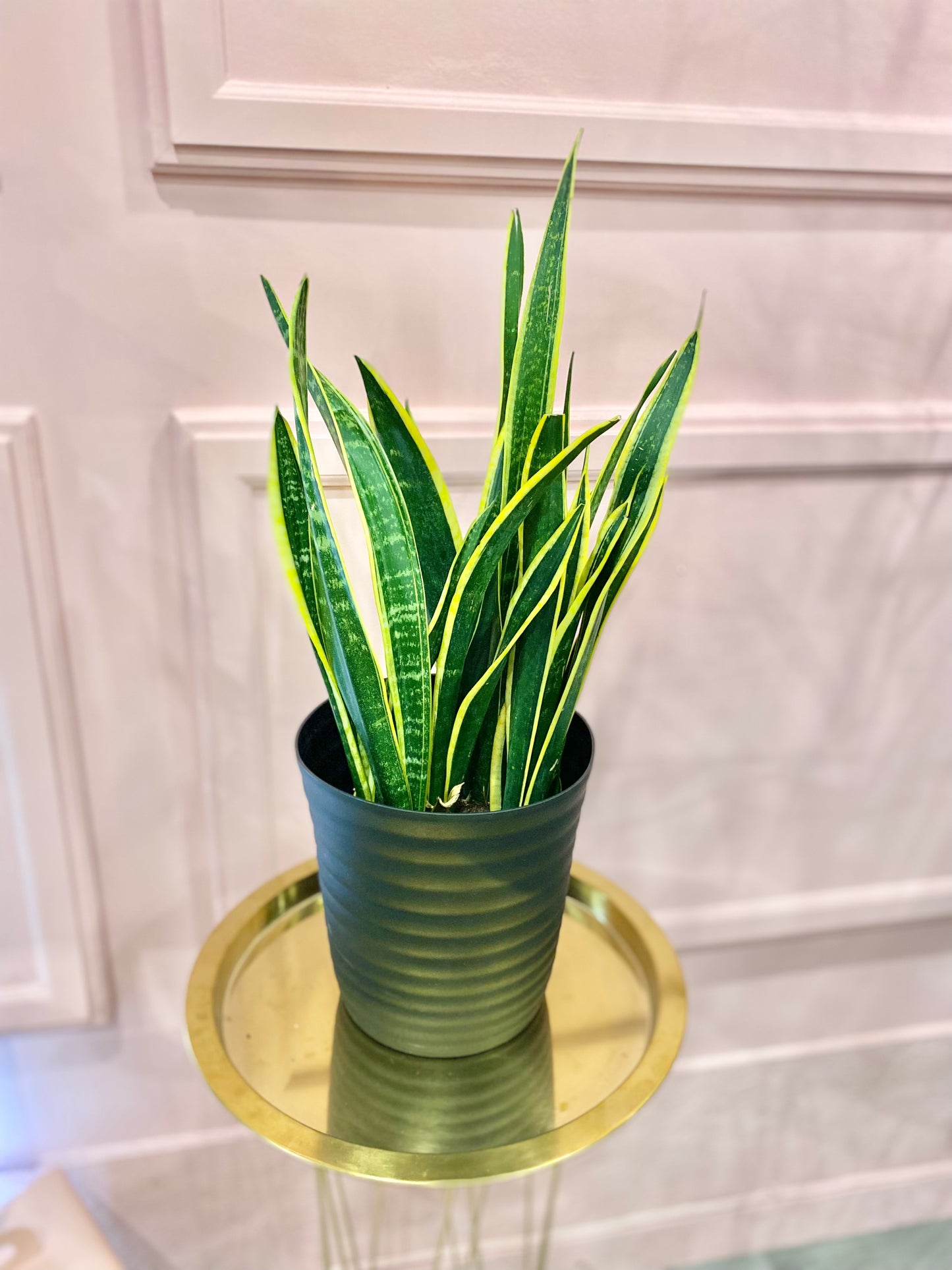 Sanseveria Plant