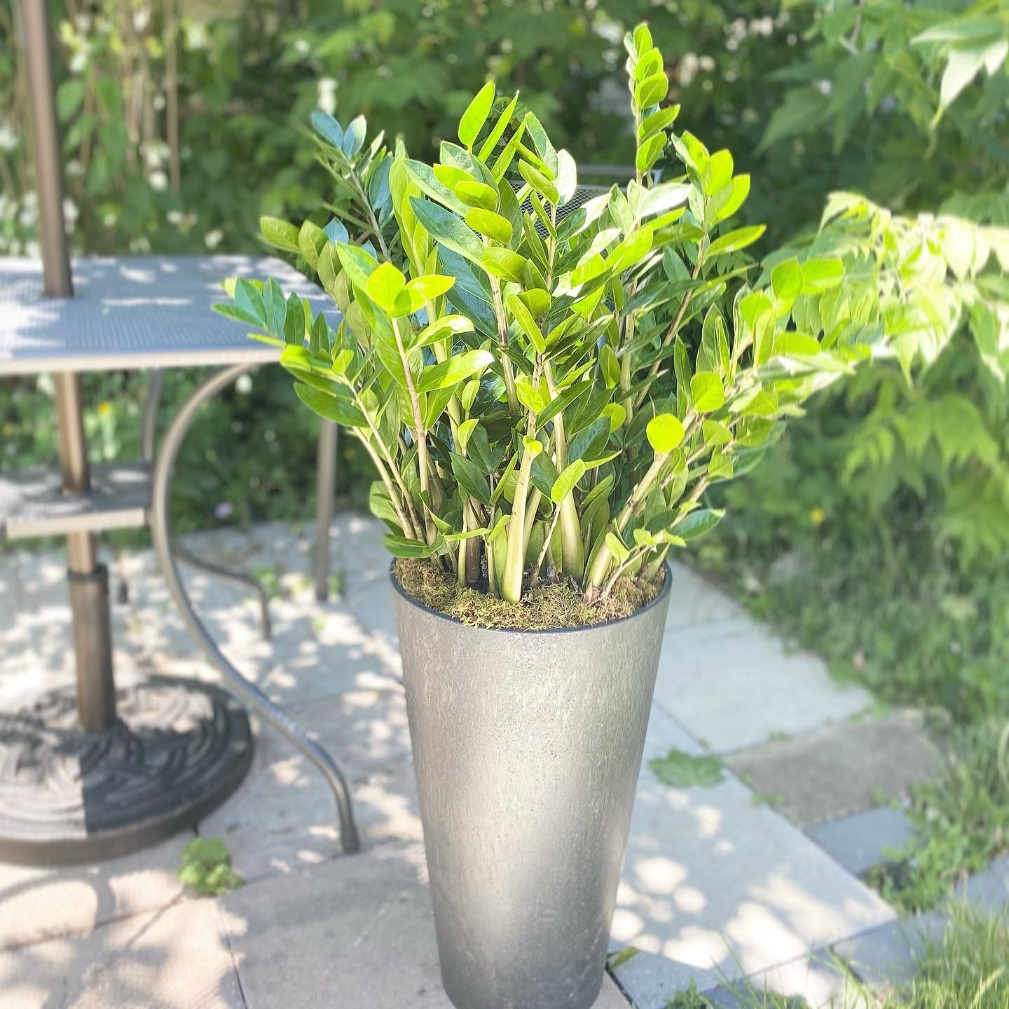 ZZ Plant with Message Ribbon š
