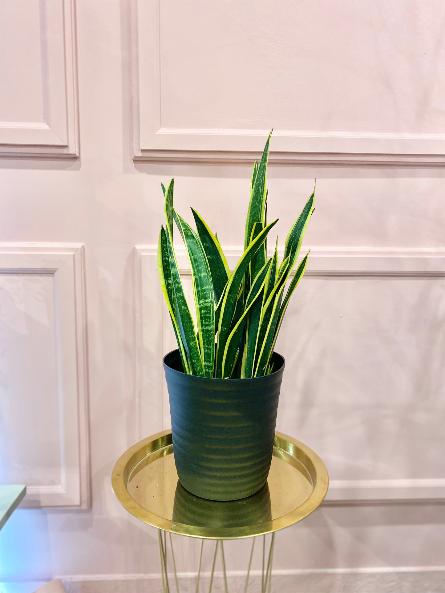 Sanseveria Plant