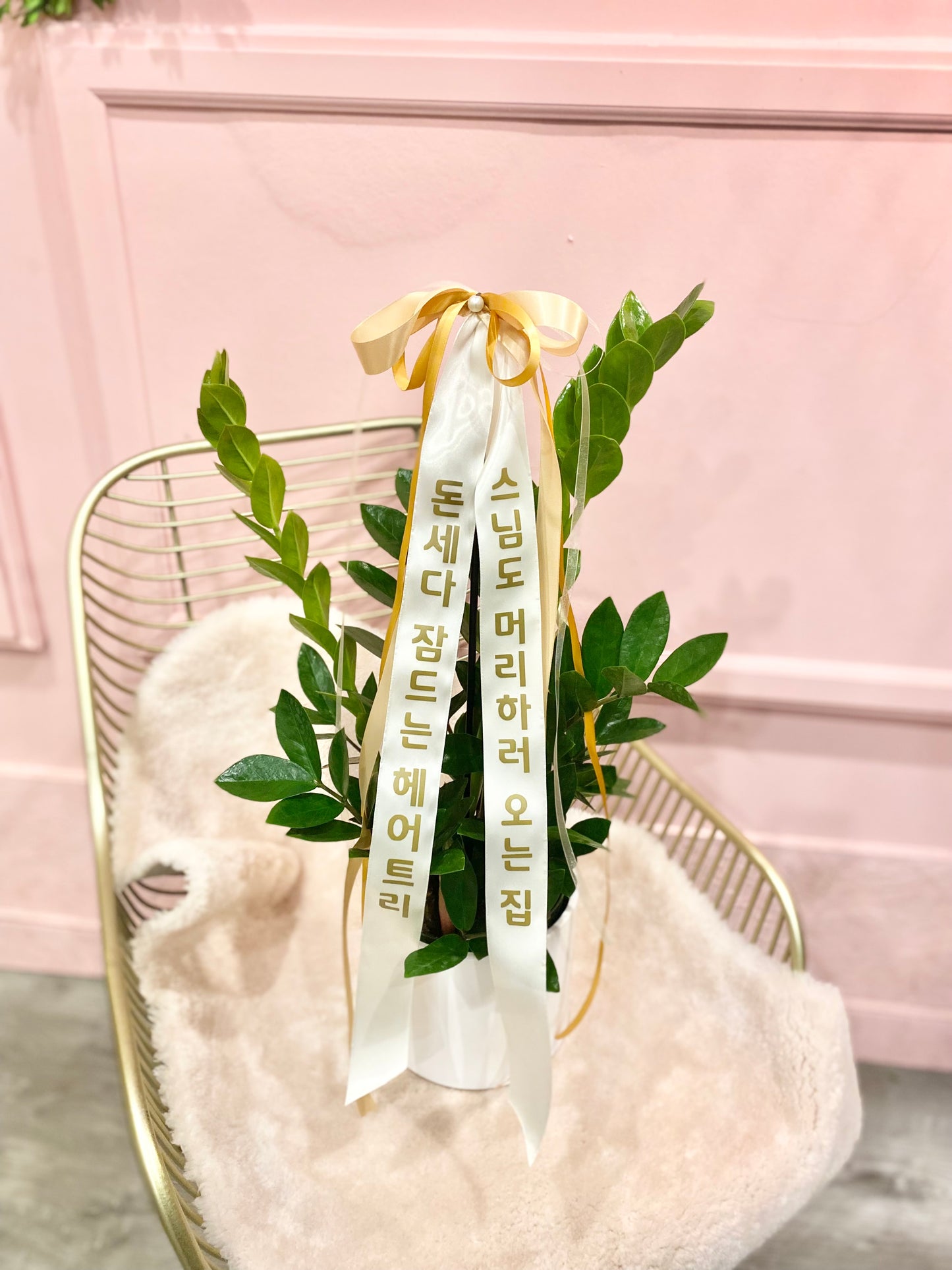 ZZ Plant with Message Ribbon | Grand Opening Gift Toronto