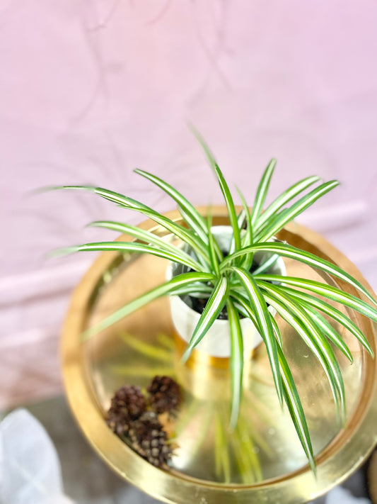 4” Spider plant in a ceramic pot
