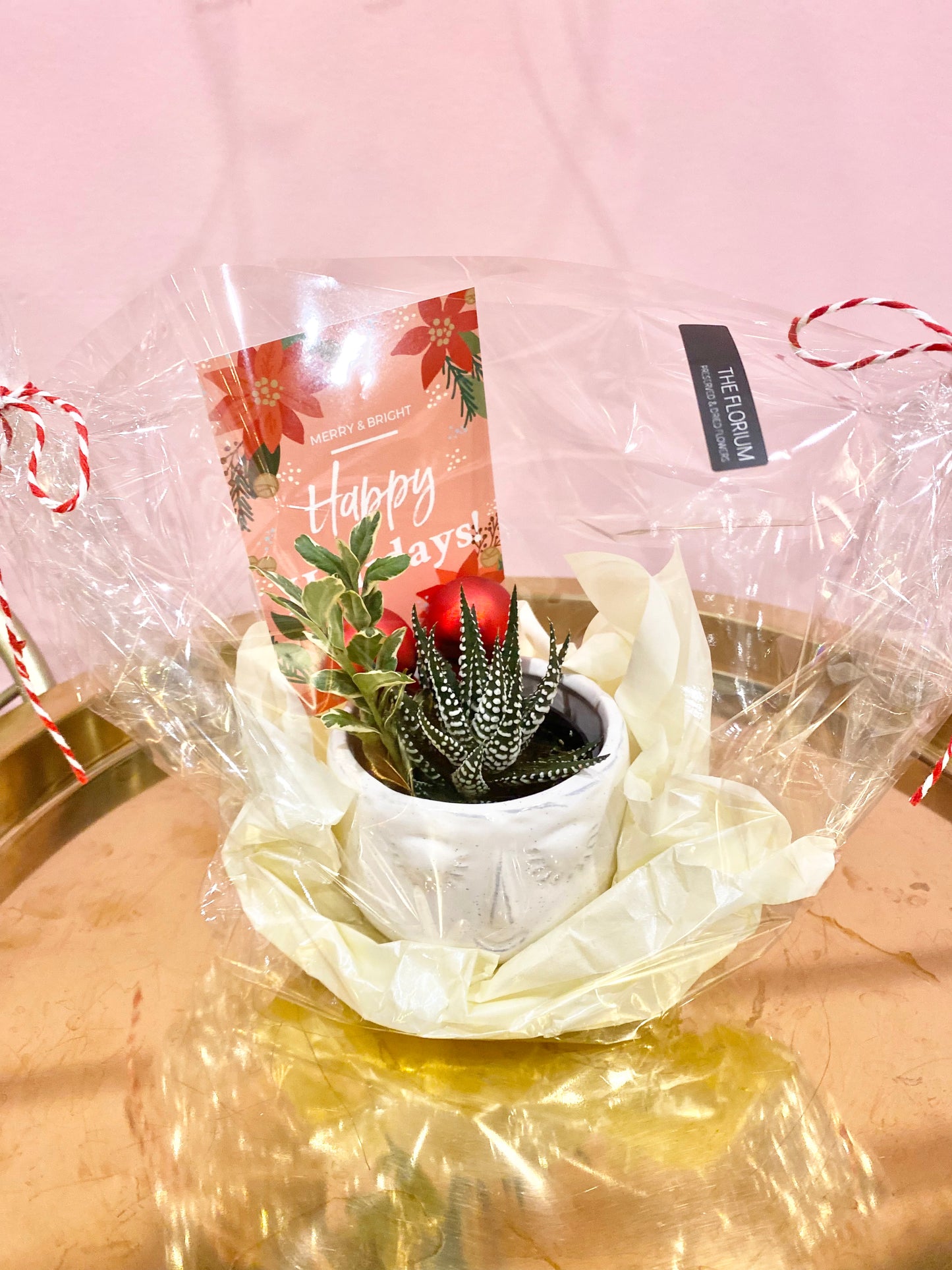 Holiday Succulents in face pot 🌟