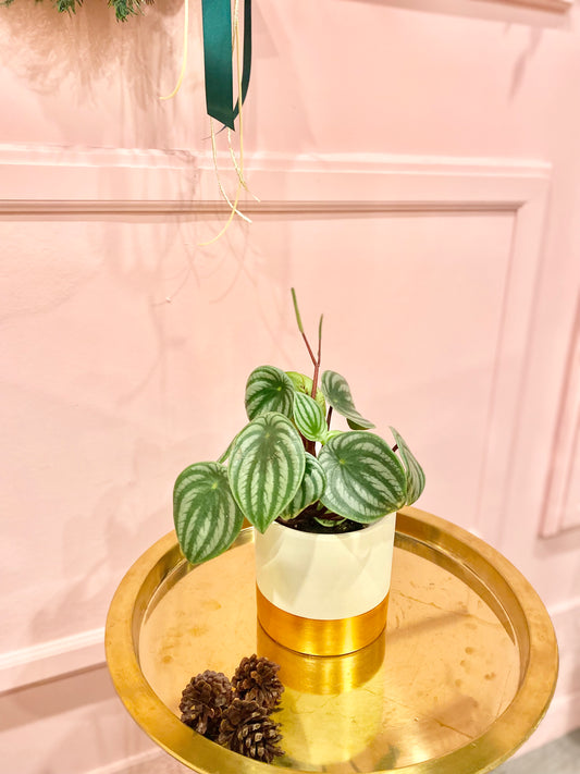 4” Watermelon Peperomia