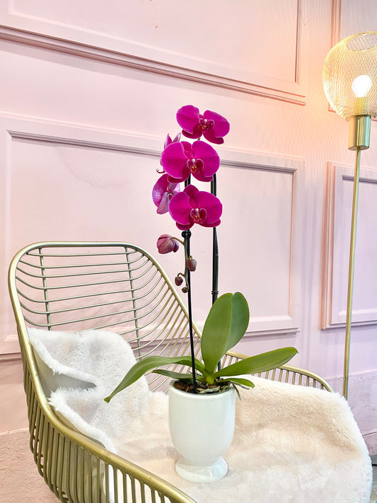 Cascading Phalaenopsis Orchid Plant