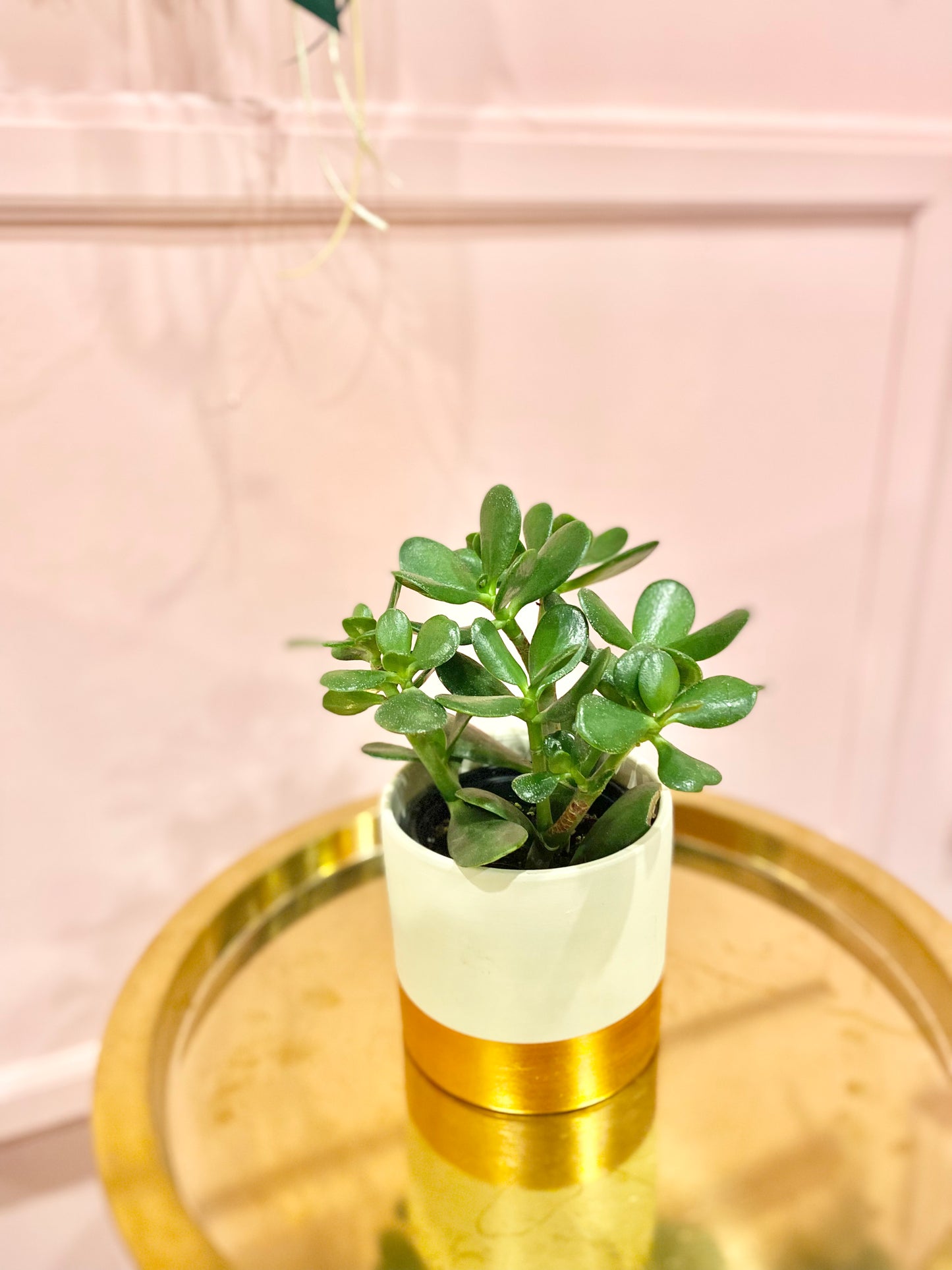 4” Jade plant in ceramic pot