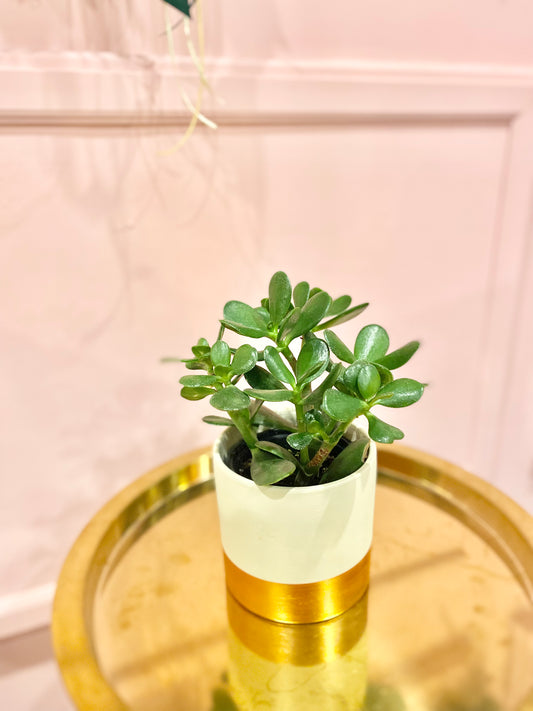 4” Jade plant in ceramic pot
