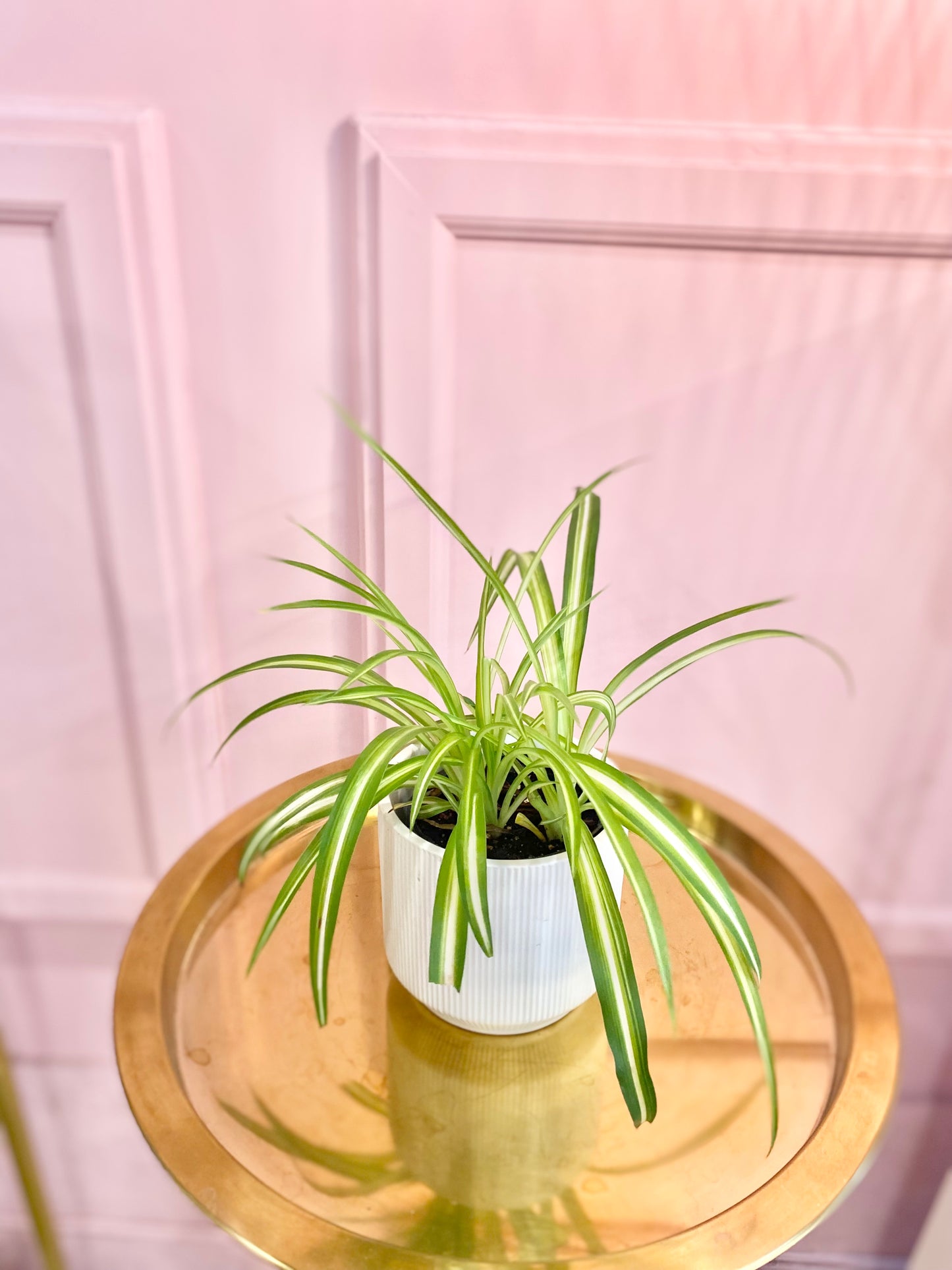 4” Spider plant in a ceramic pot