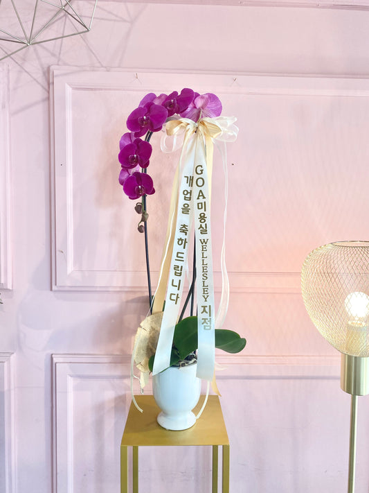 Phalaenopsis Orchid with Message Ribbon 🎀
