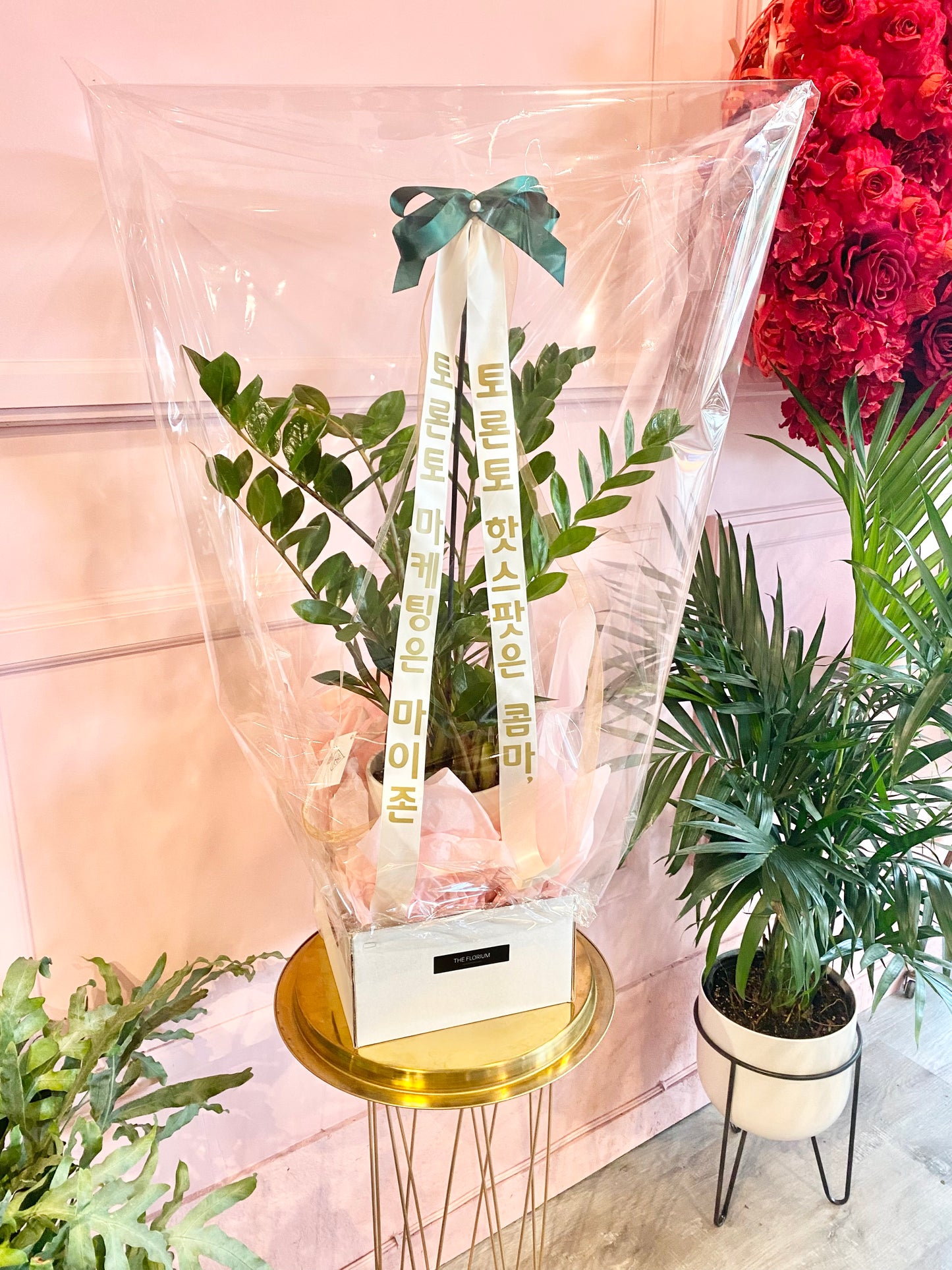 ZZ Plant with Message Ribbon | Grand Opening Gift Toronto