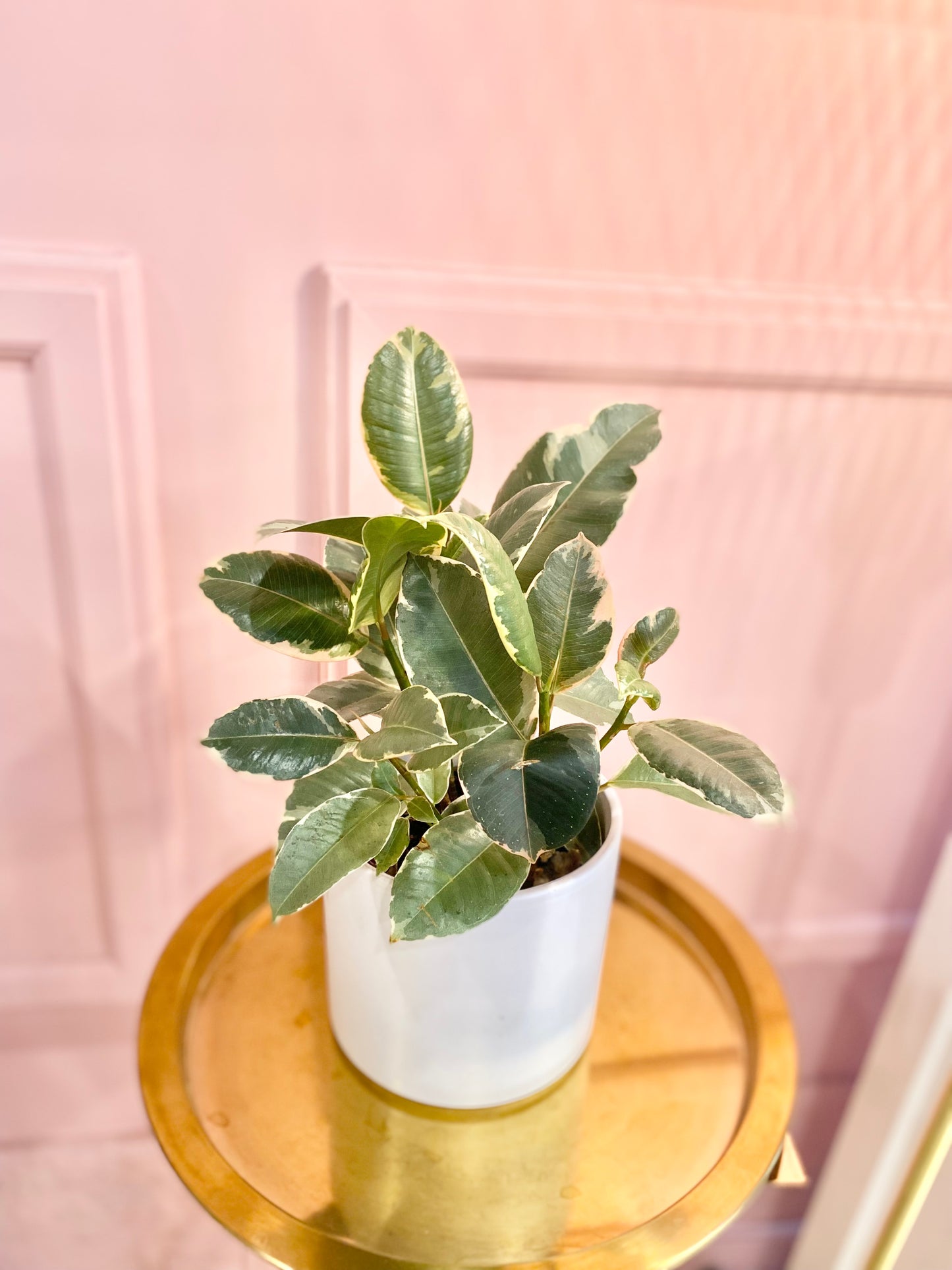 Ficus Elastica Plant 6”