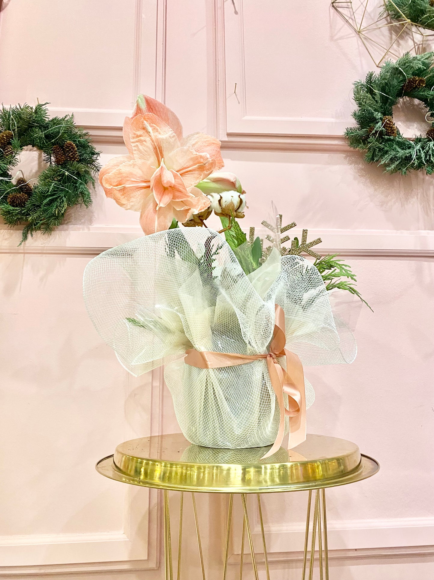 Holiday Amaryllis Plant 💝