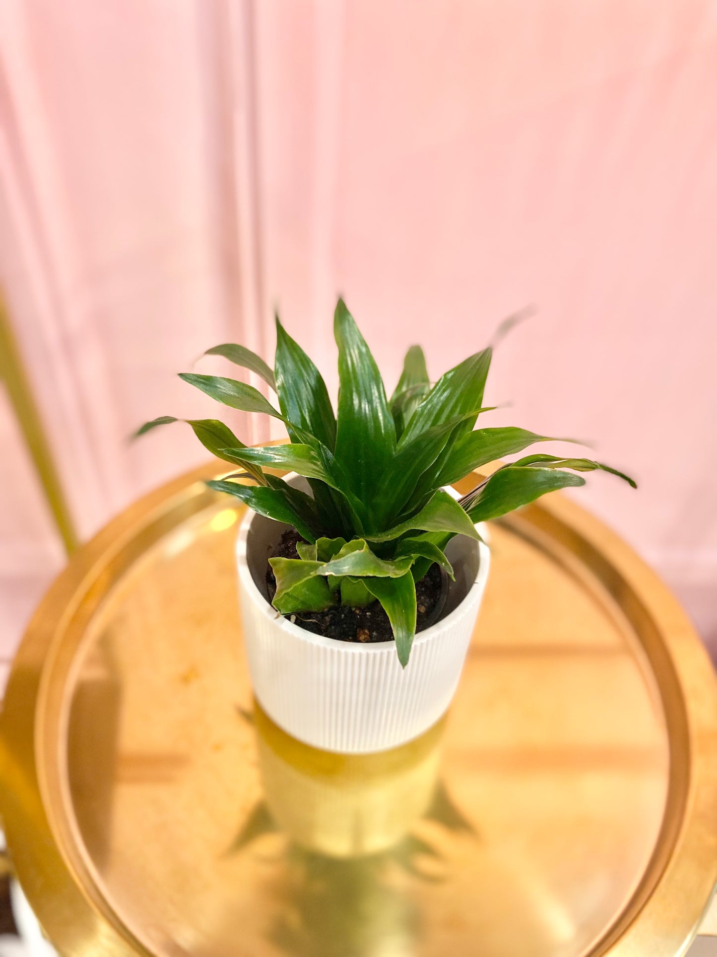 Dracaena ‘Janet Craig’ 4”