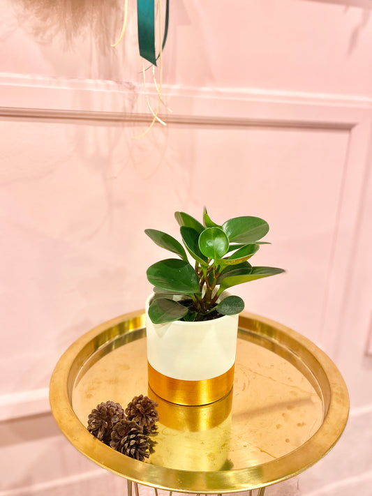 4” Peperomia