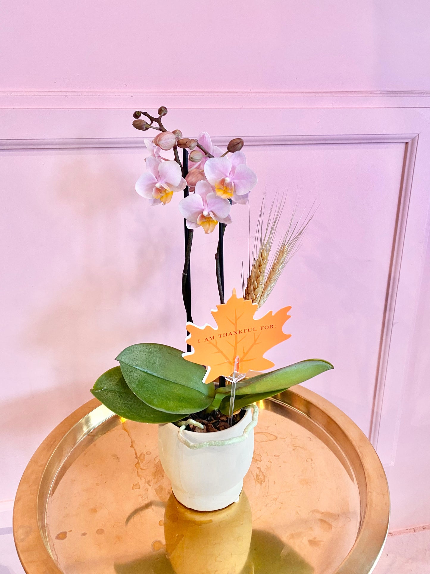 Mini Phalaenopsis Orchid Plant - Autumn