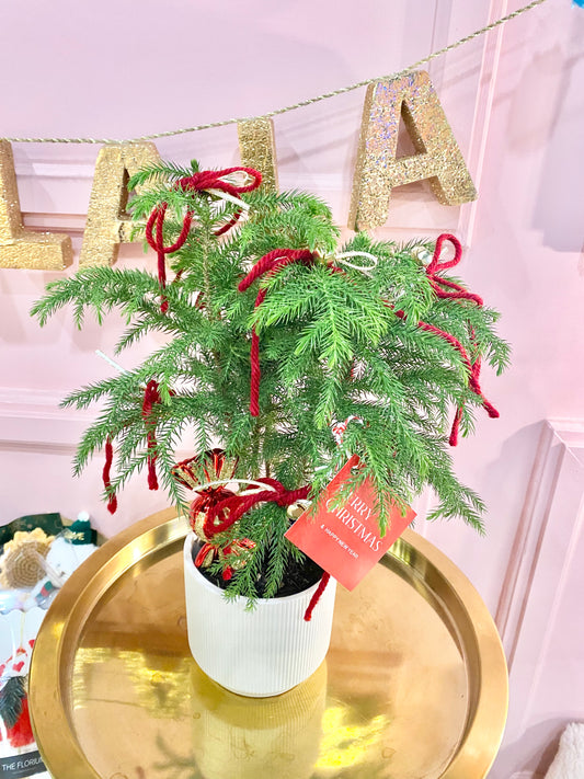 Norfolk Island Pine Tree 🎄
