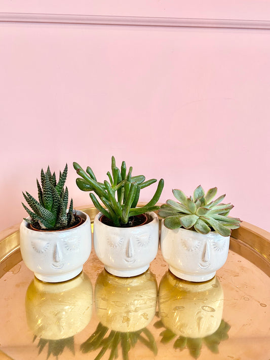 Succulent Trio in a face pot