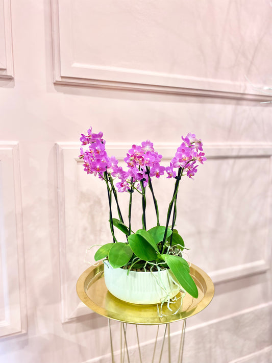 Mini Orchids planter