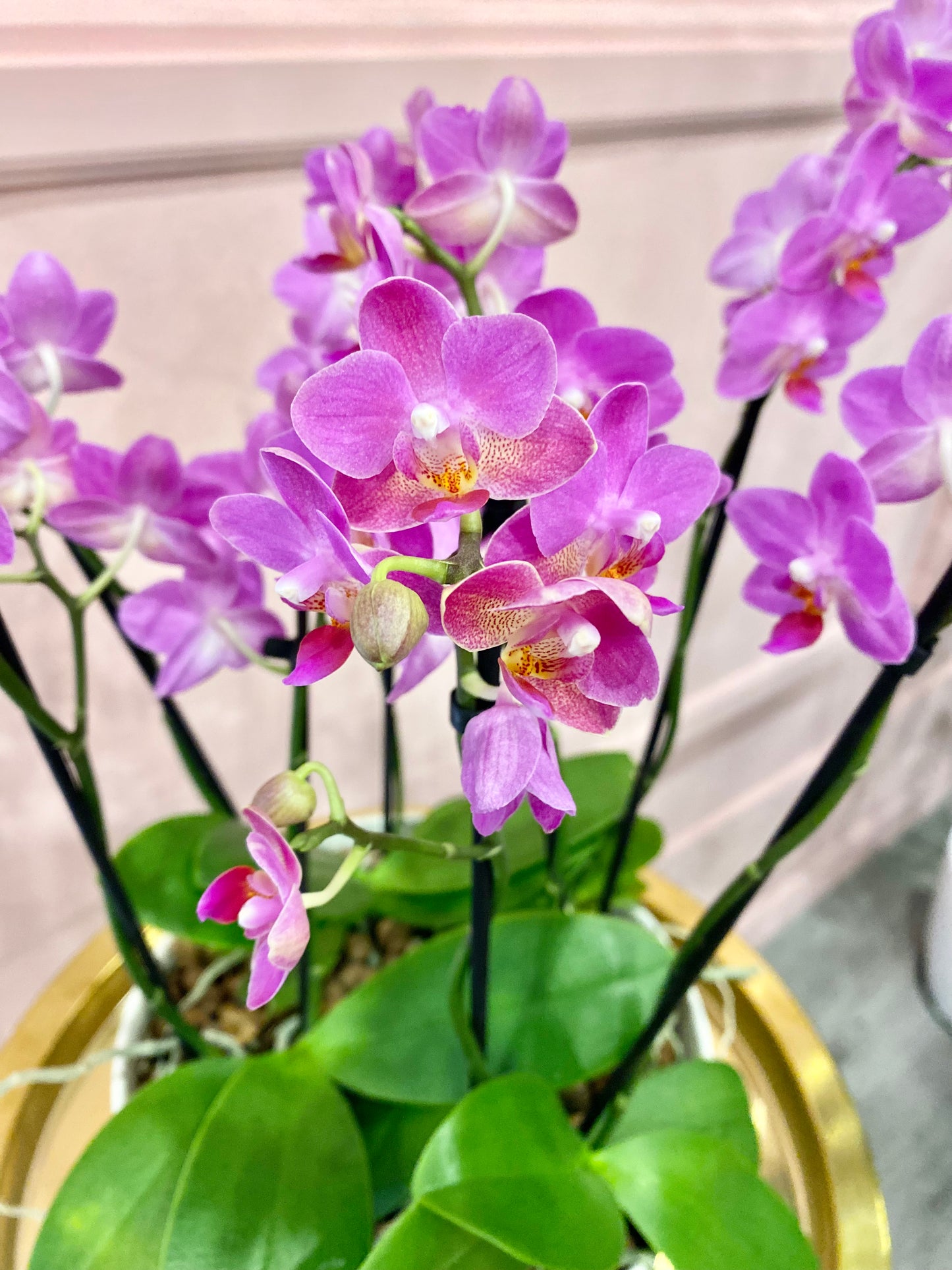 Mini Orchids planter