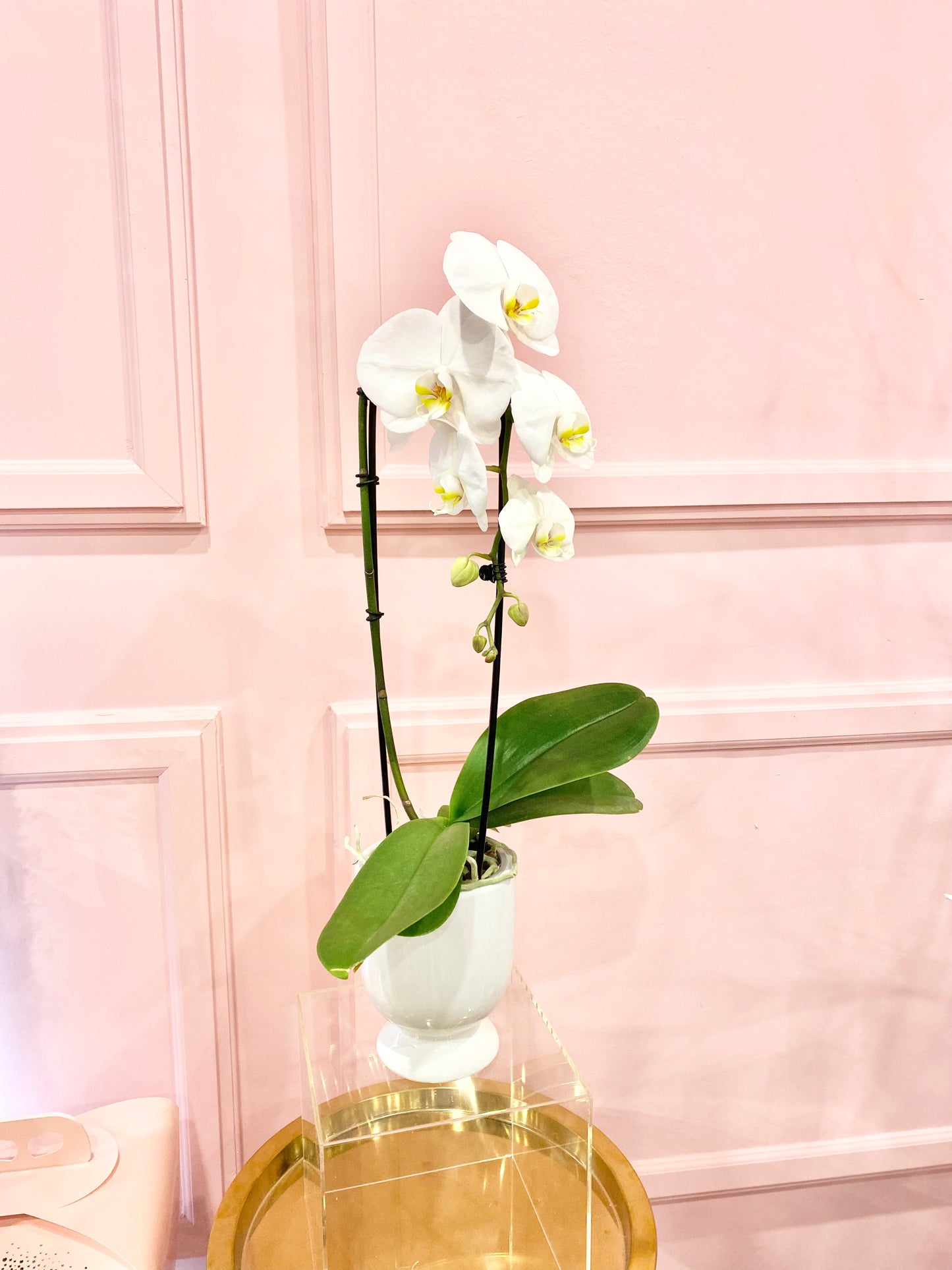 Cascading Phalaenopsis Orchid Plant