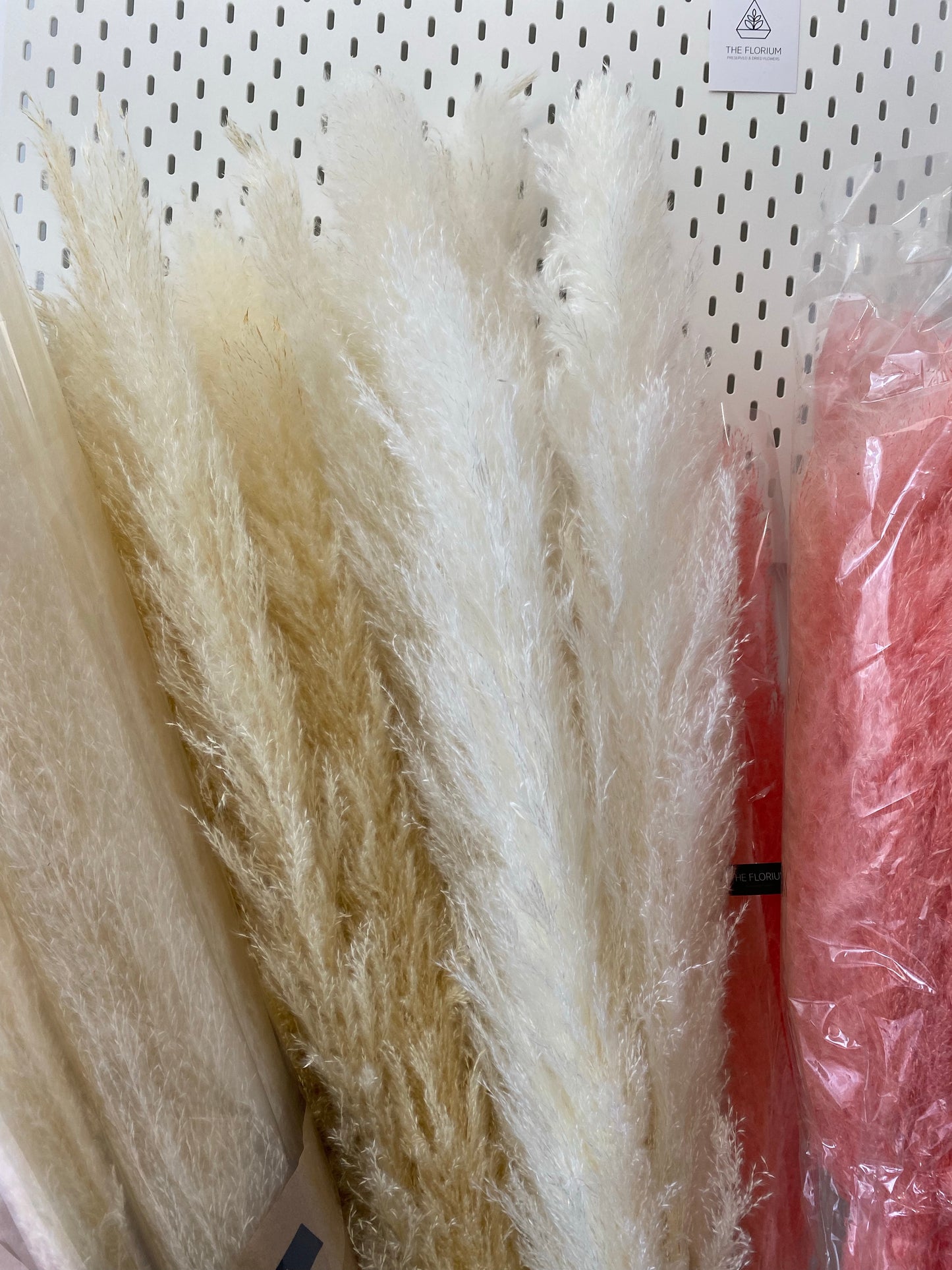 Pampas Grass